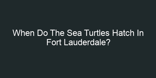 When Do The Sea Turtles Hatch In Fort Lauderdale?